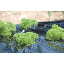 Telo pacciamatura forata per CIPOLLE e INSALATA 1,2x50mt - Film pacciamatura preforata per cipolle e insalata, ideale per dife
